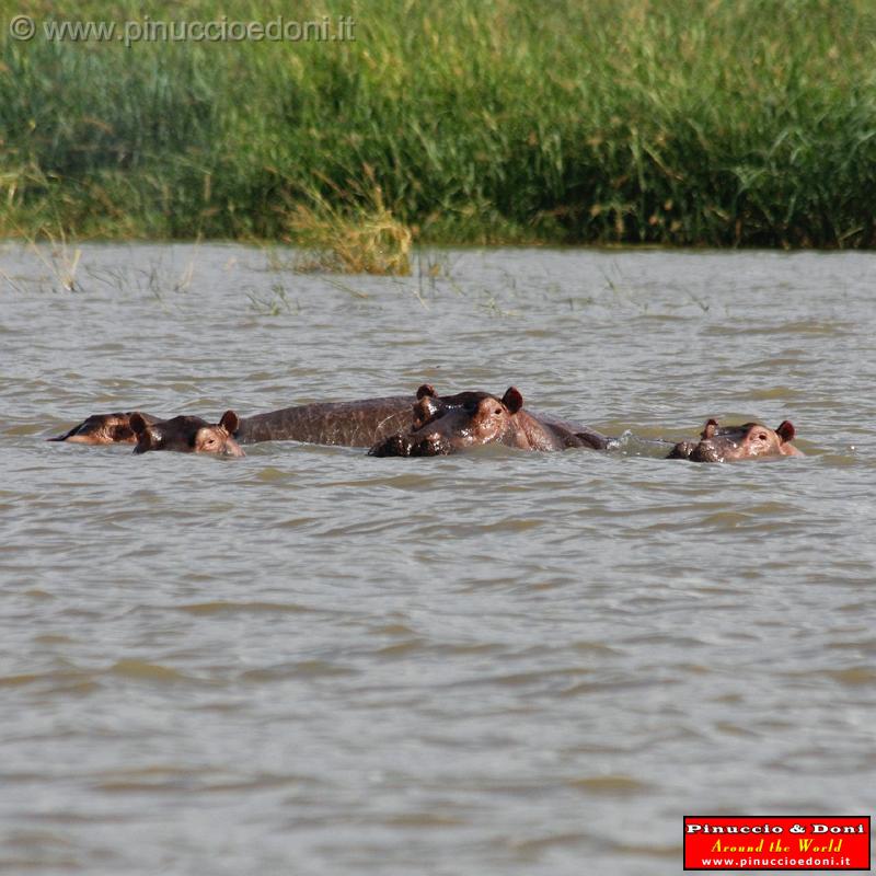 Ethiopia - Lago Chamo - Ippopotami - Hippos - 01.jpg